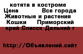 котята в костроме › Цена ­ 2 000 - Все города Животные и растения » Кошки   . Приморский край,Спасск-Дальний г.